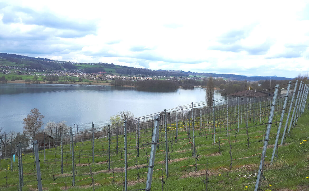 Hallwilersee